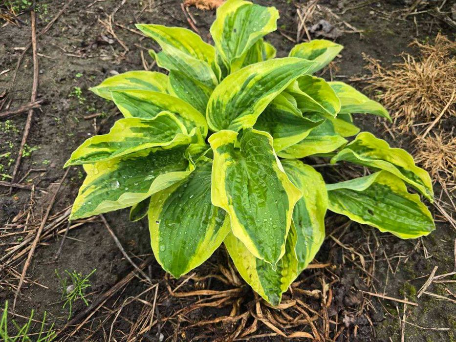 Хоста великого розміру