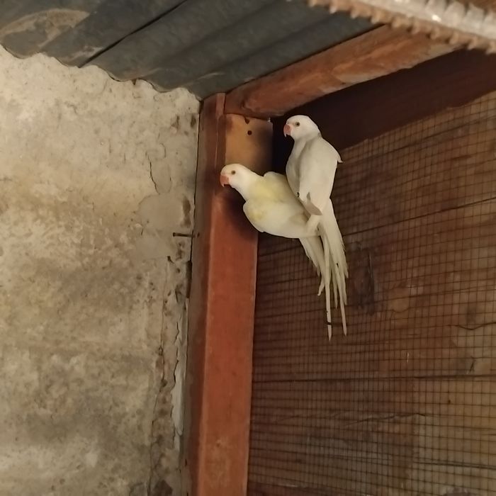 Vendo estas aves todas anilhadas