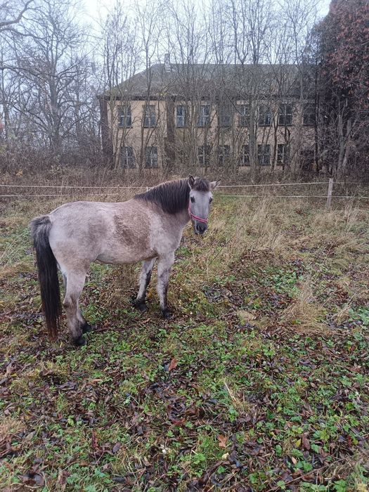 Kobyłka  Konik Polski
