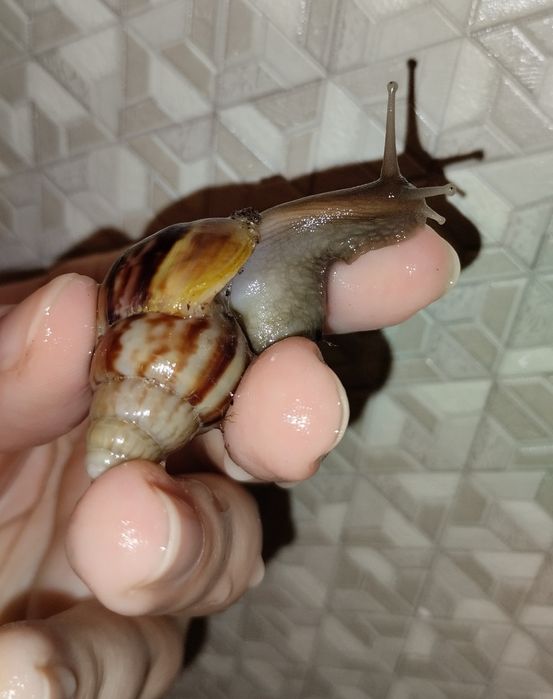 Улитки Ахатины 30 грн Нивки-Виноградарь