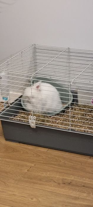 Krolik Tedy miniaturka