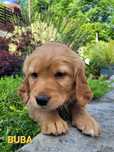 Ciemnozłota suczka Golden Retriever