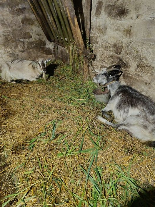 Продам молочні кози.