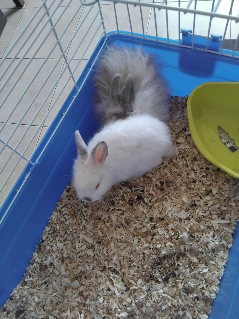 Coelhos anões bebés