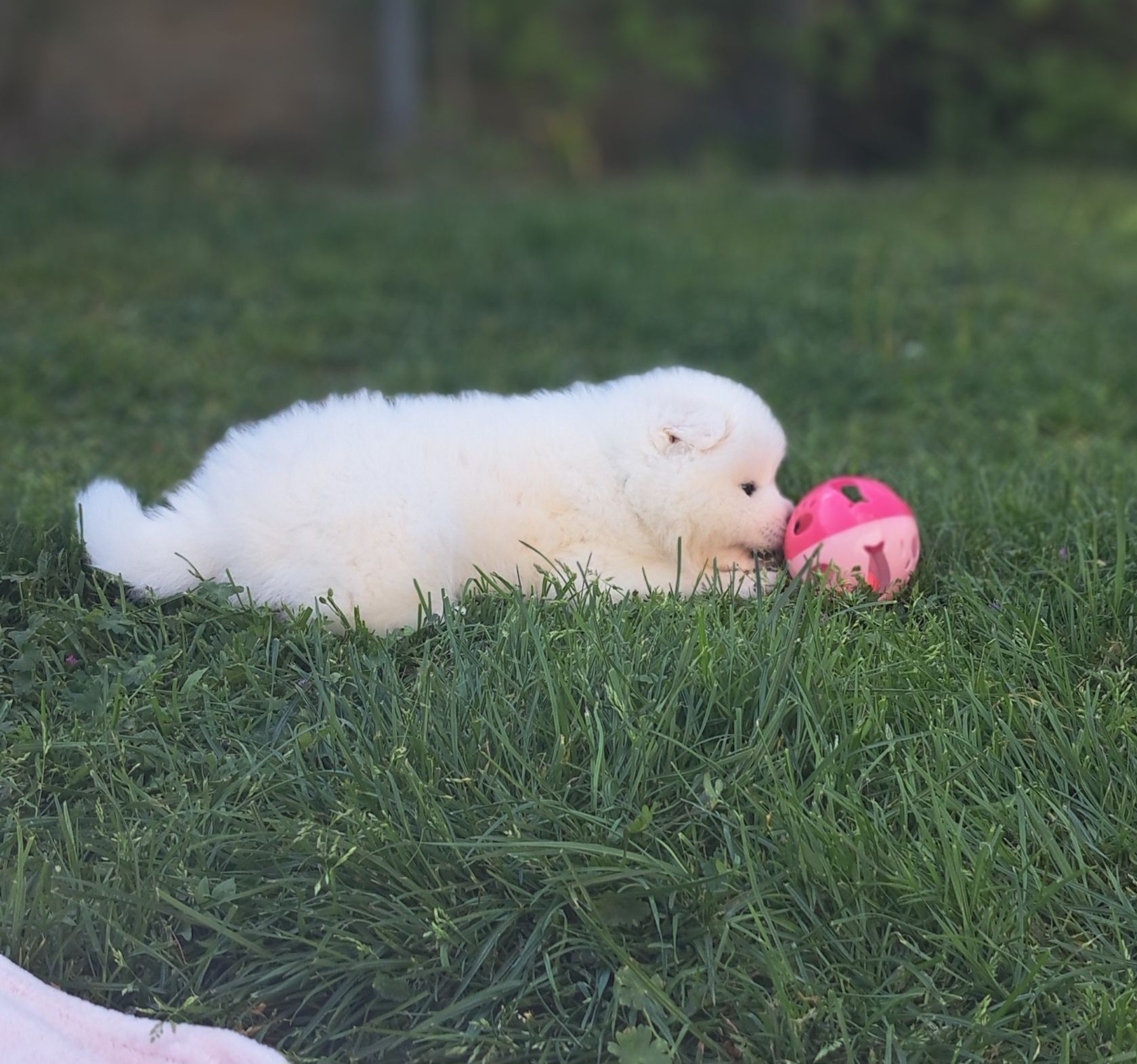 Samoyed śliczna dziewczynka