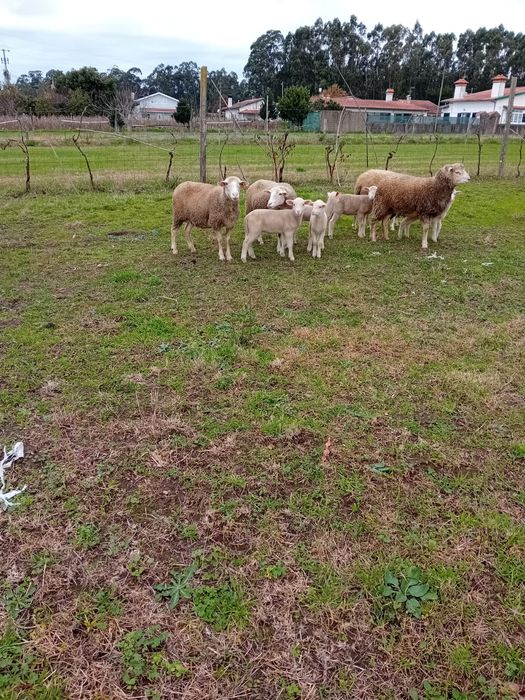Ovelhas fêmeas novas