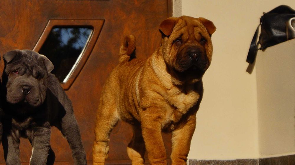 Eter, rudy szczeniak Shar Pei,rodowód, do odbioru