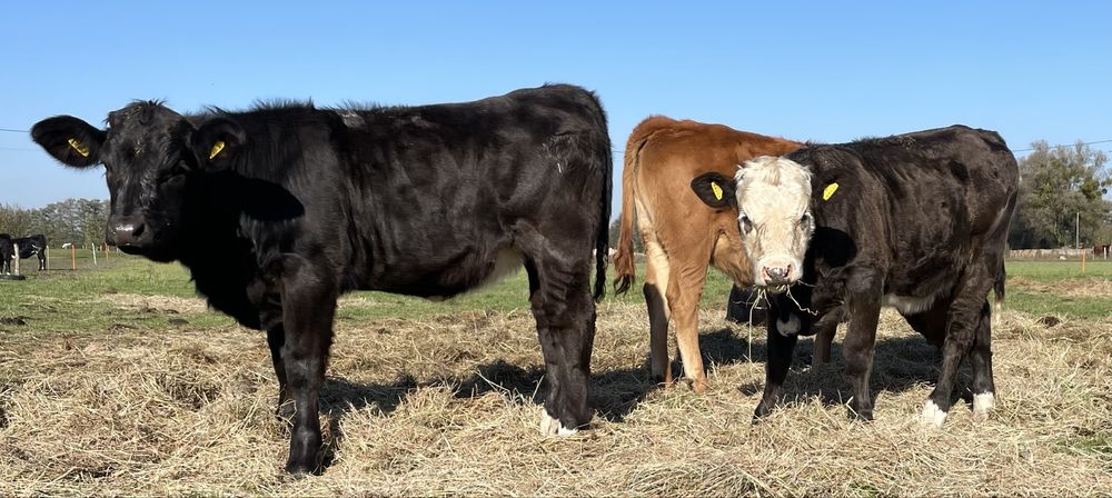 Odsady odsadki  6sztuk jałówki