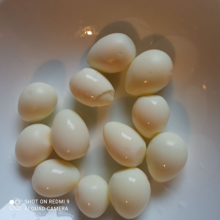 Jajka przepiórcze lęgowe