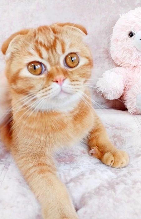 Золота лілова шиншила хлопчик фолд