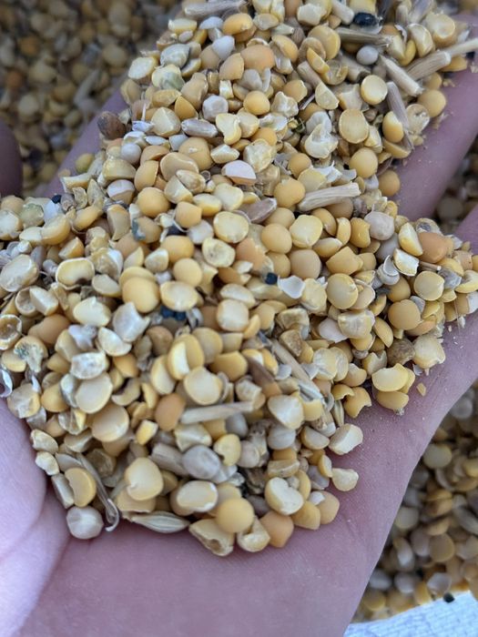 Половинки гороха