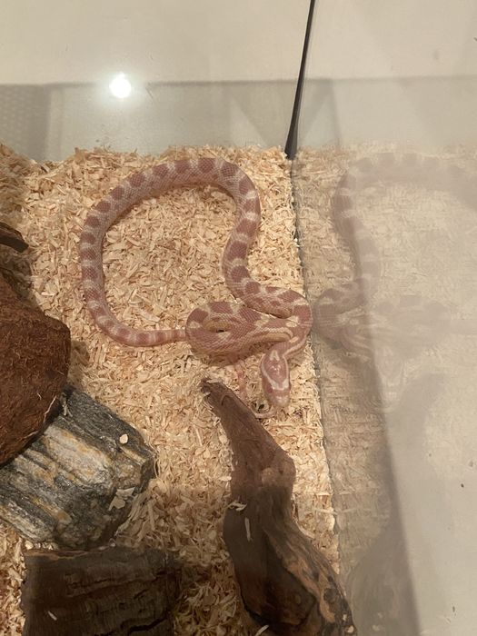 Wąż zbożowy - butter samiec