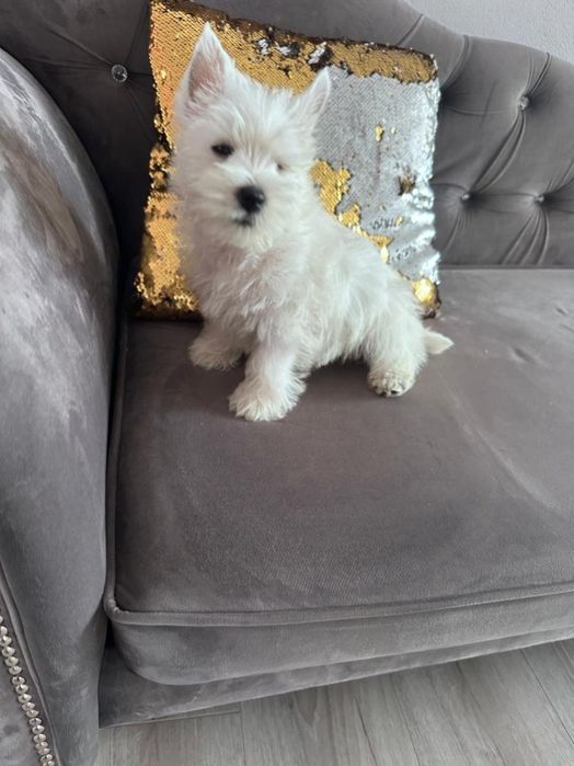 West highland white terrier piesek