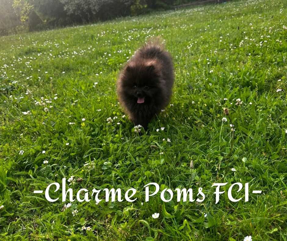 Szpic miniaturowy pomeranian pies uroczy FCI