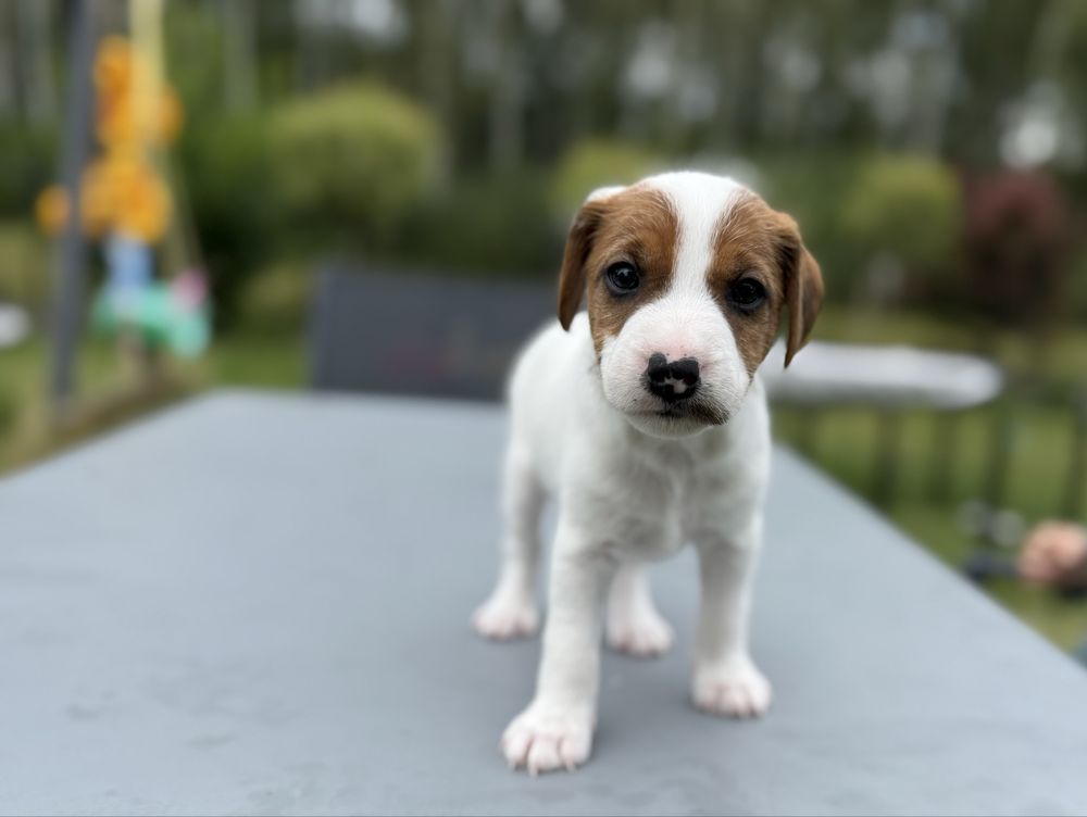 Parson Russell Terrier samiec do odbioru na początku sierpnia