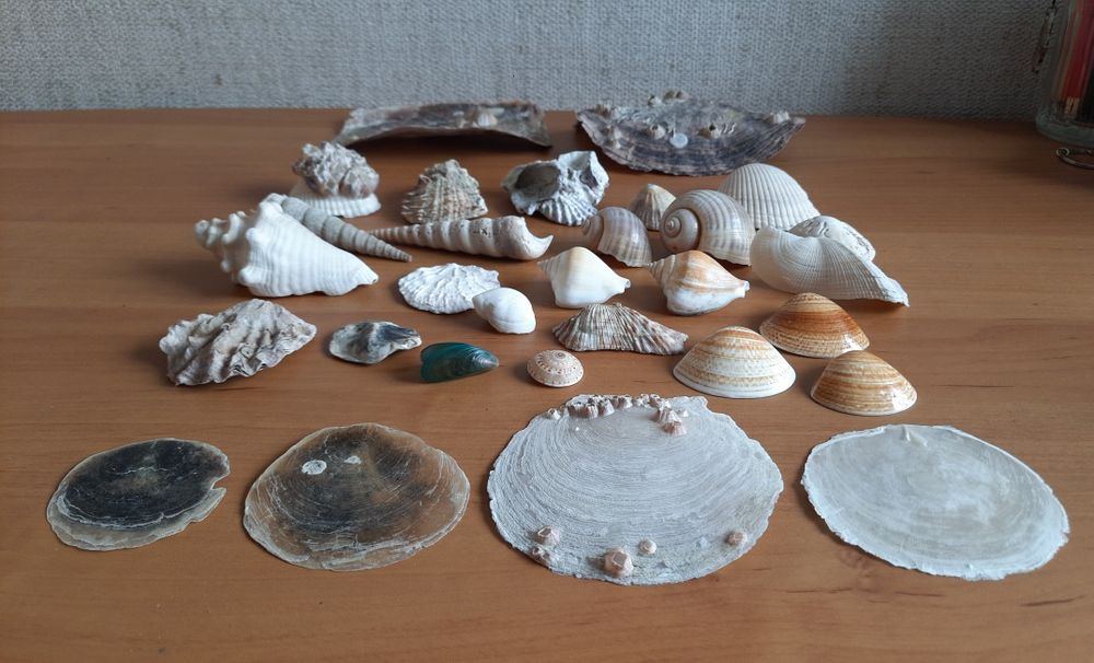Naturalne muszle, muszelki, egzotyczne egzemplarze (zestaw 30 s