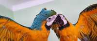 Папуга Ара - станьте володарем справжнього тропічного скарбу