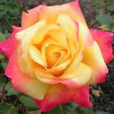 Roseira que dá ROSAS da PAZ, flores lindissimas