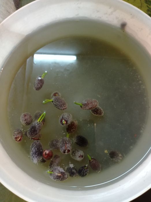 Sementes de lótus cores sortidas