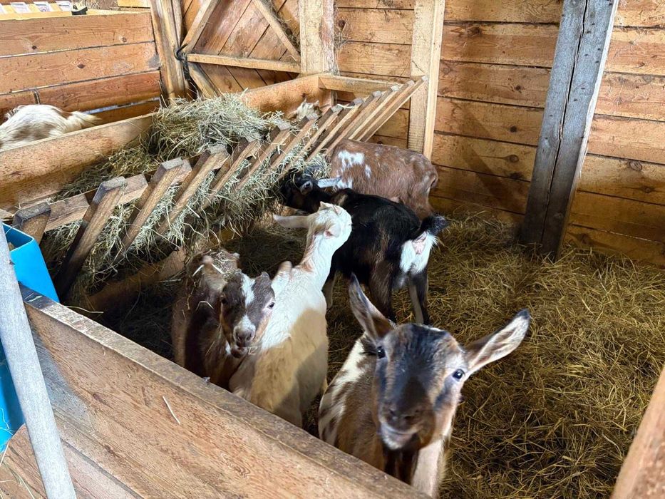 kozy kózki koziołki