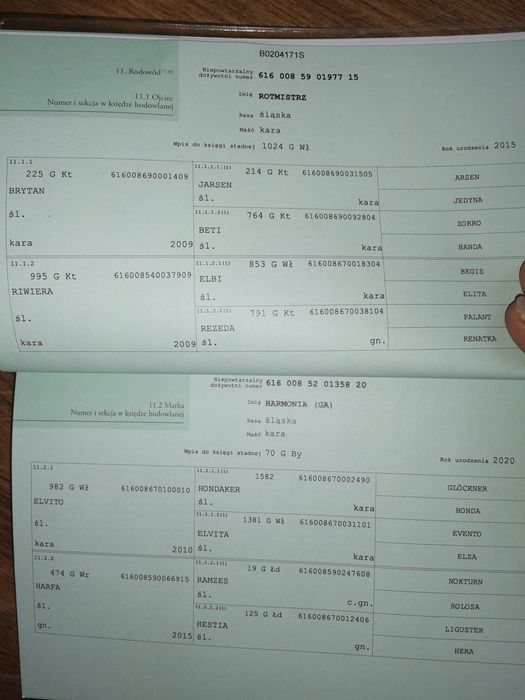 Ogierki śląskie odsadki