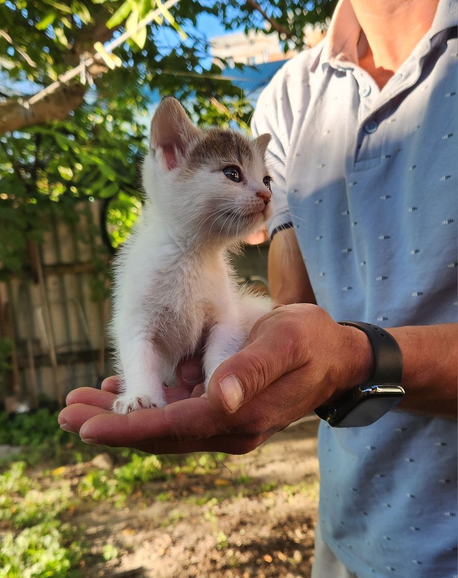 Шестеро котят. Бесплатно.