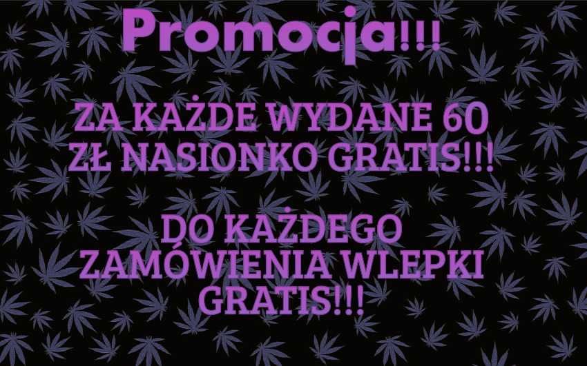 Nasiona konopi 5 sztuk Gorilla Cookies Auto Jungleweed + GRATISY !