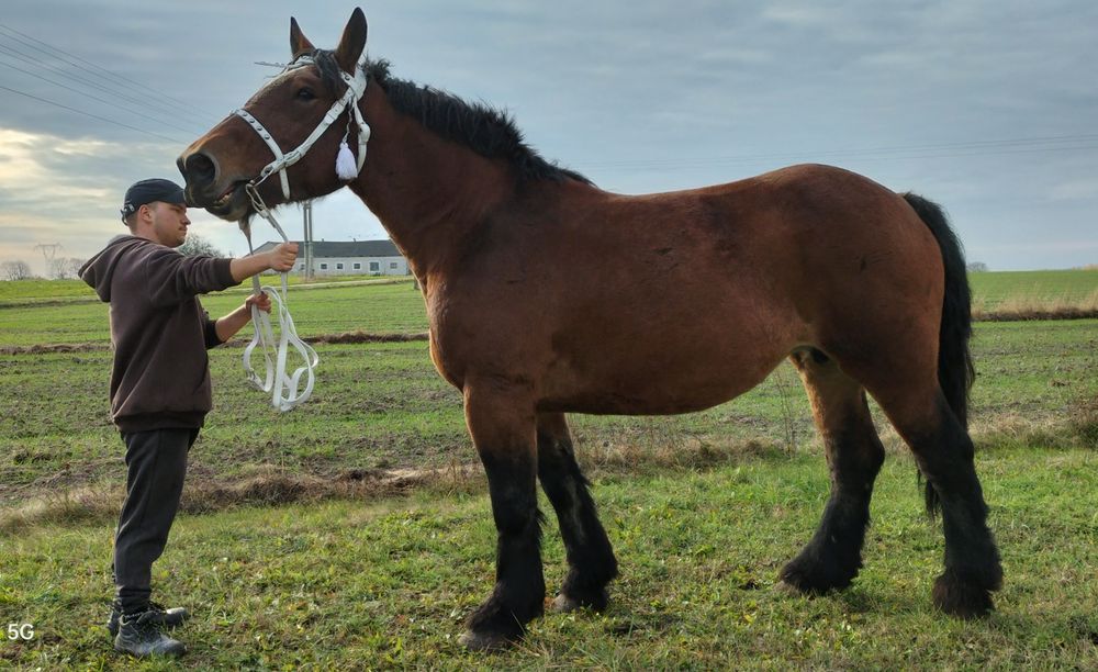 Klacz Arden Polski 6 letnia z licencją