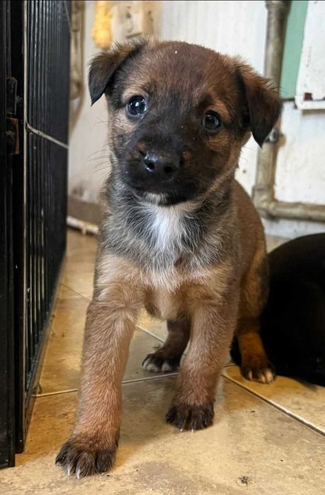 Szczeniaki szukają domów