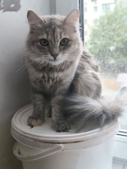 Киця в добрі руки,кішка