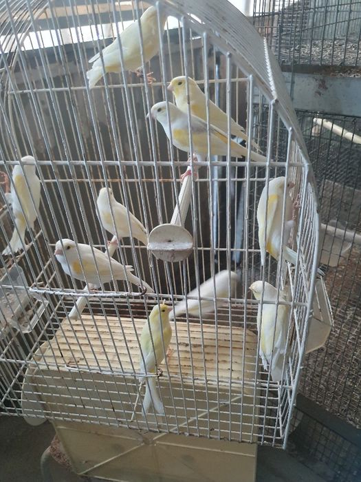 Canários mosaico amarelo femeas