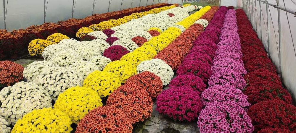 Chryzantemy drobnokwiatowe wielkokwiatowe wrzosy