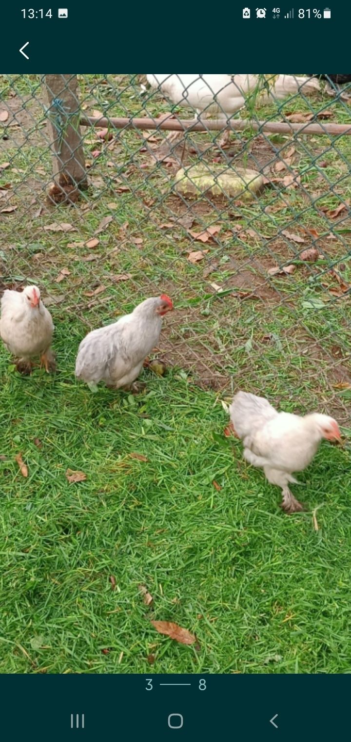 Casal e macho pequim lavanda