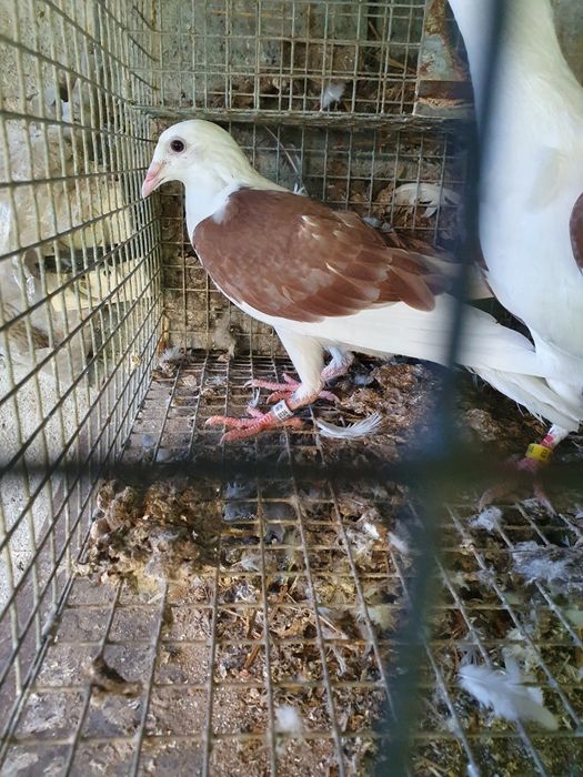 Rzeszowskie i inne sprzedam