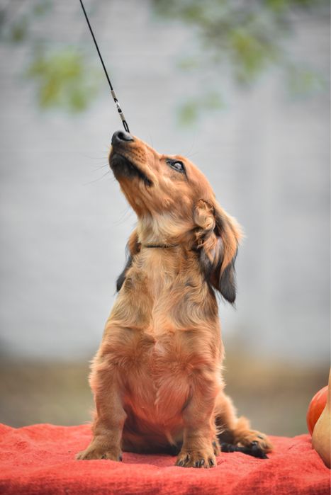 Породний хлопчинка