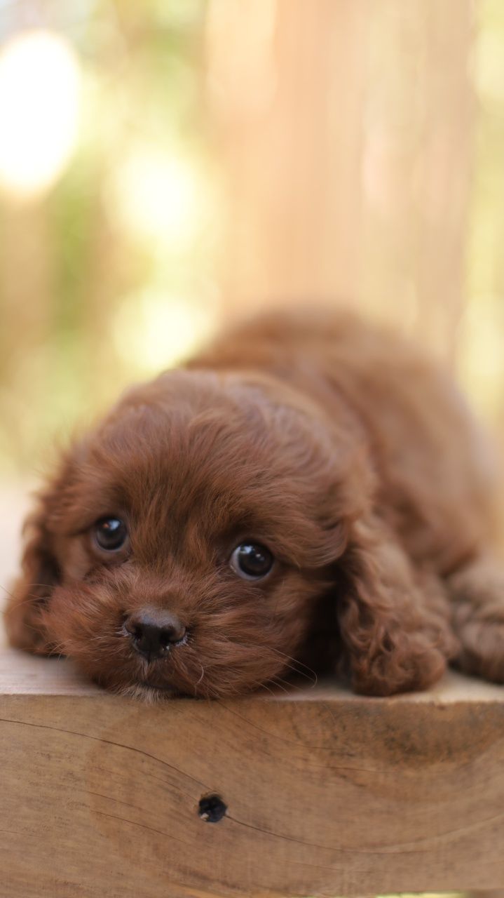 Cavapoo śliczna suczka
