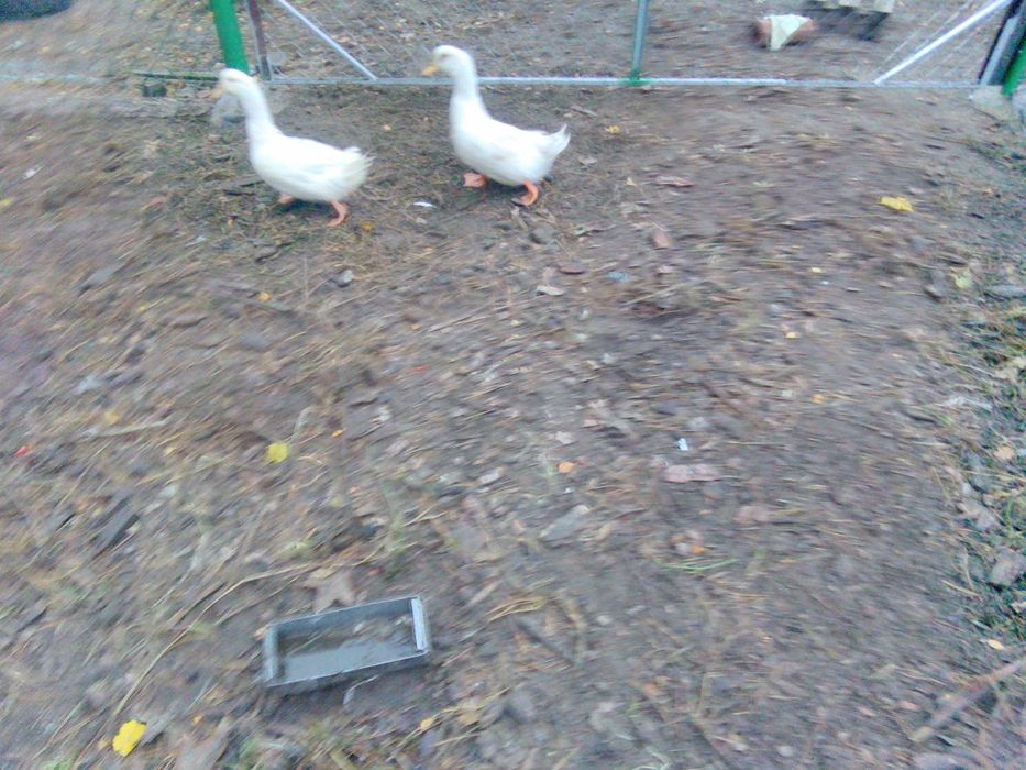 Sprzedam 2 kaczki mięsne