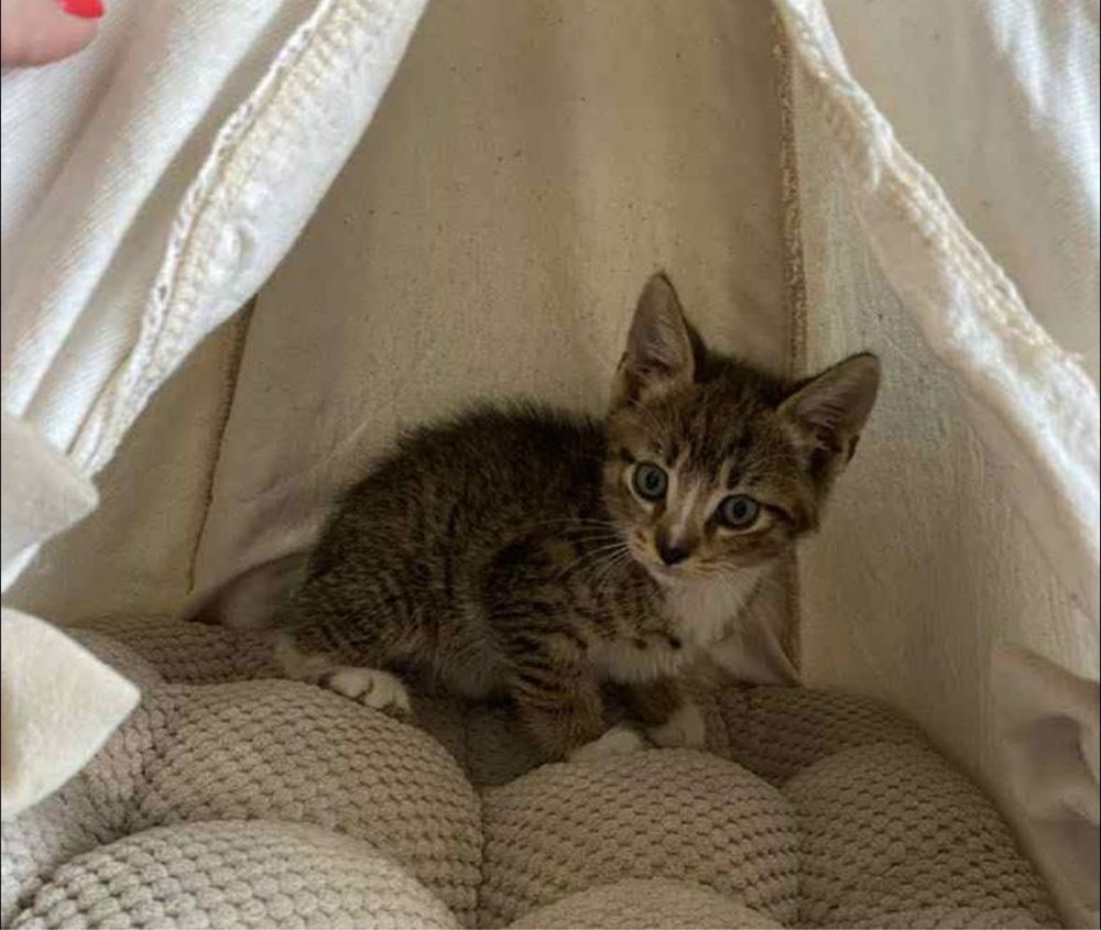 Kotek Tymianek do adopcji