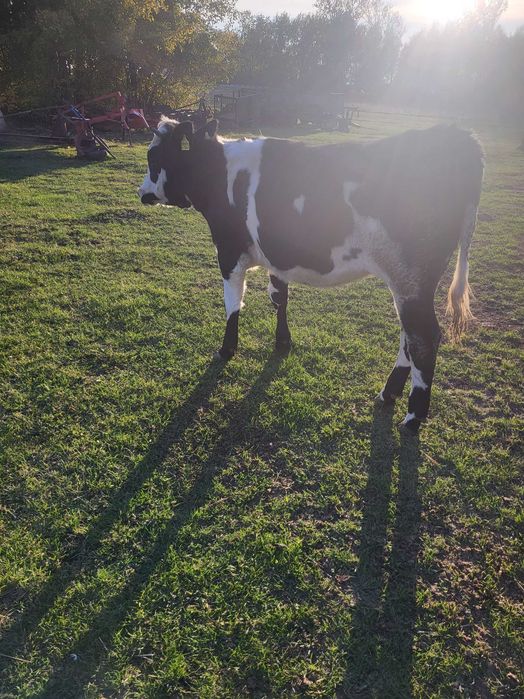 Jałówka montbeliard