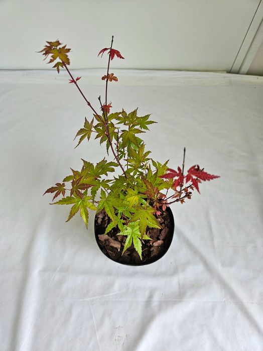 Klon palmowy bonsai ‘Phoenix’ 40 cm donica 2L