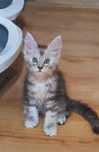 Cudowna Kotka Maine Coon srebrna pręgowana WHITNEY