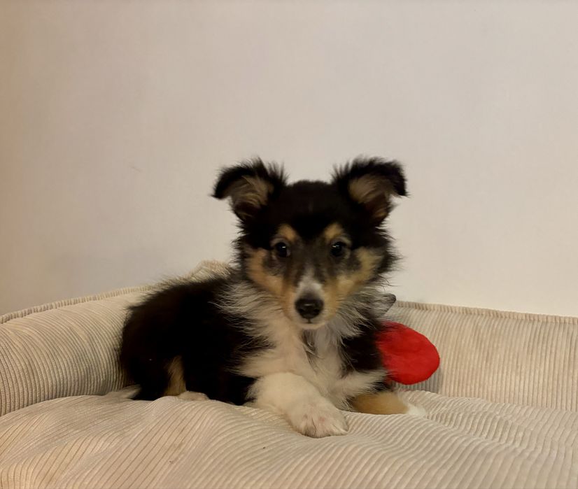 Suczka owczarek szetlandzki sheltie tricolor