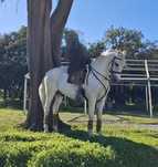 Cavalo Lusitano - Cruzado