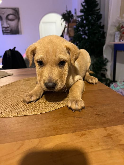 Adoção responsavel