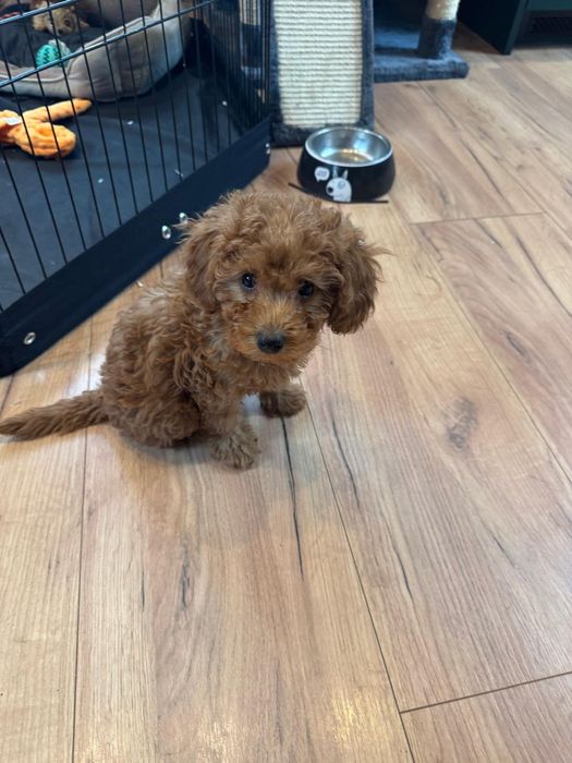 Suczka - Pudel Miniatura