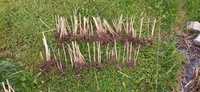 Miskant gracillimus trawy byliny kłącza