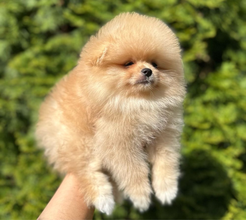 Szpic miniaturowy pomeranian FCI szczenięta chłopiec gotowy do odbioru
