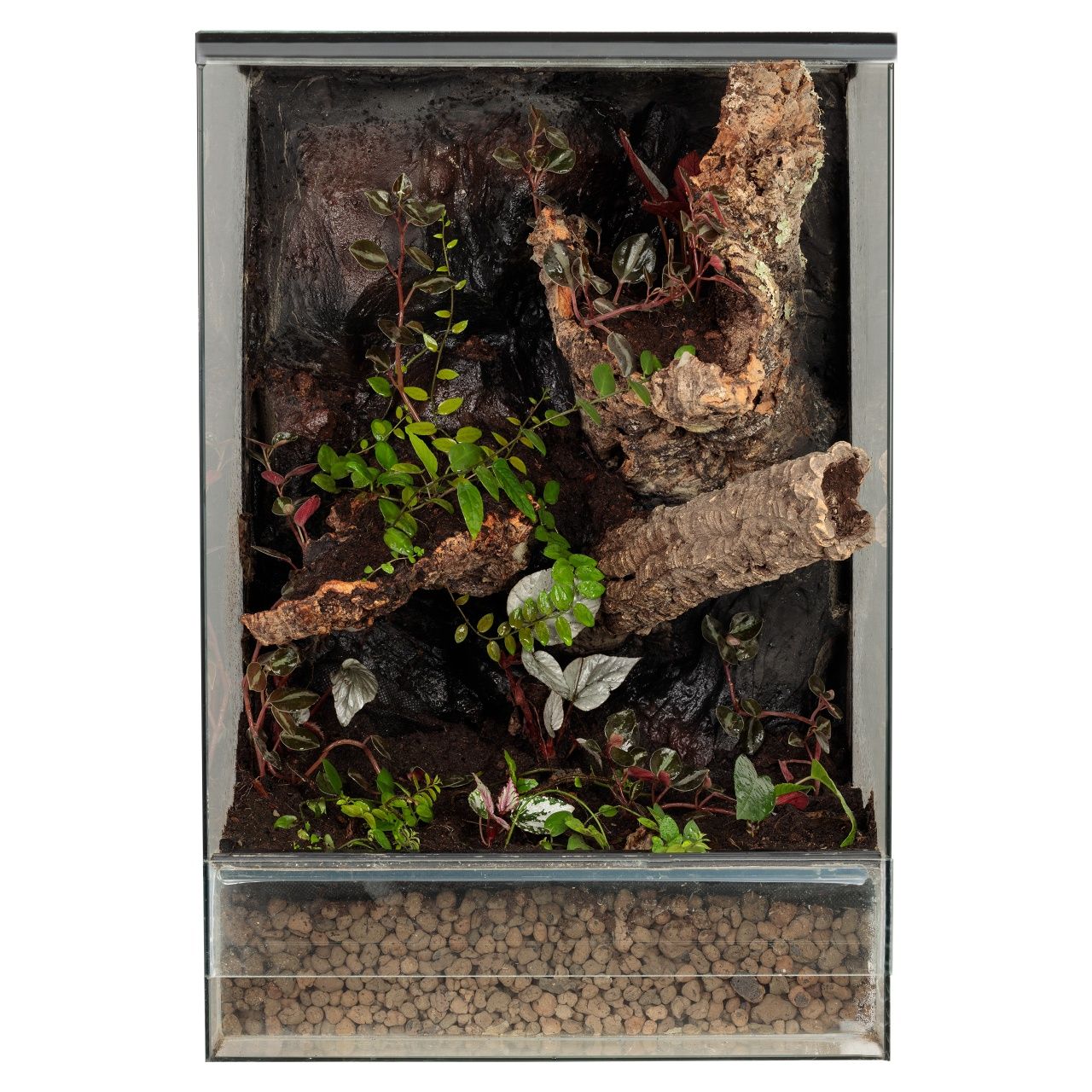 Terrarium 40x40x60 gekon orzęsiony