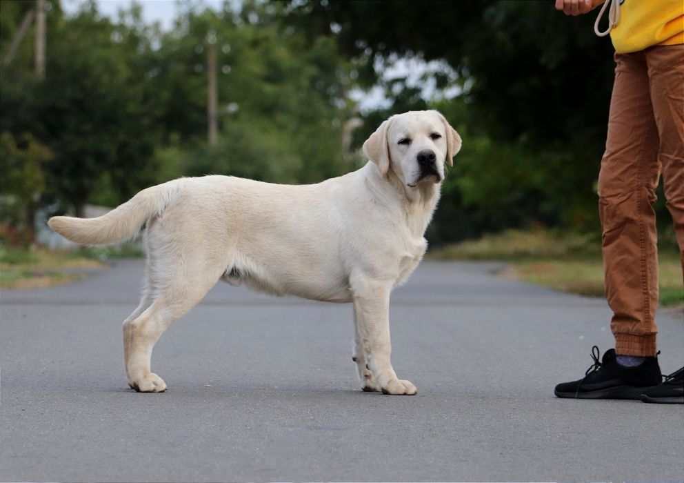 Хлопчик Лабрадор ретривер