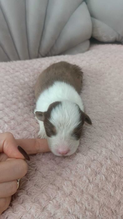 Owczarek Australijski – Suczka – Red Tri - długi ogonek.